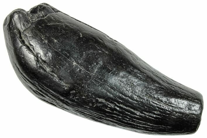 Fossil Sperm Whale (Scaldicetus) Tooth - South Carolina #259859